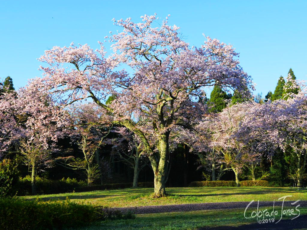 Cherry Blossoms at full bloom in Showa No Mori, Chiba Japan